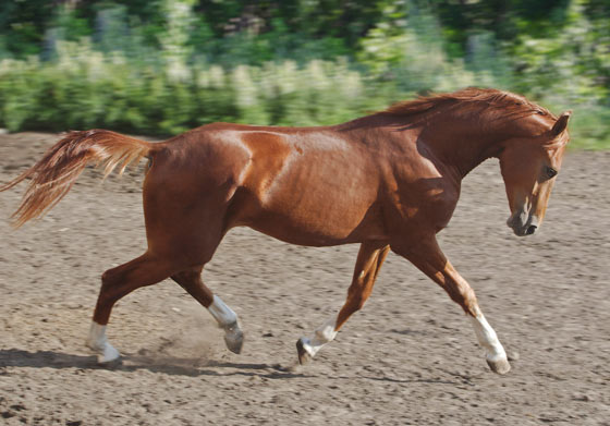 Don 1 - horse Breeds | ცხენის ჯიშები| cxenis jishebi