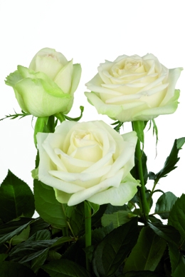 Serenity - Rose Varieties | VARDI | ვარდი                                                                                                                
