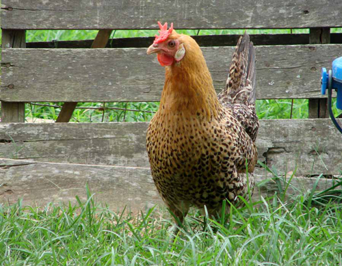 Sicilian Buttercup 2 - chicken Breeds | ქათმის ჯიშები | qatmis jishebi