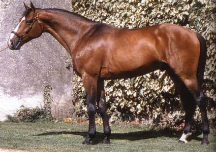 Selle Francais 1 - horse Breeds | ცხენის ჯიშები| cxenis jishebi