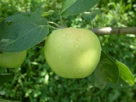 Yellow Transparent - Apple Varieties