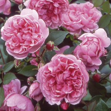 Sister Elizabeth - Rose Varieties | VARDI | ვარდი                                                                                                                
