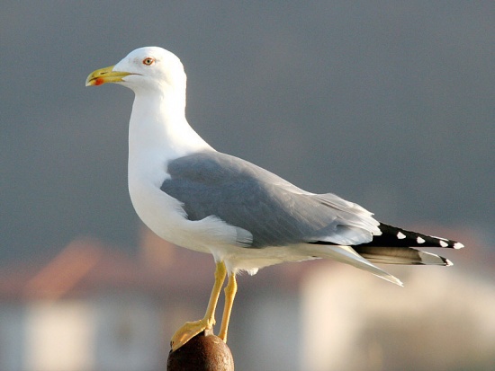 Yellow-legged Gull - Bird Species | Frinvelis jishebi | ფრინველის ჯიშები