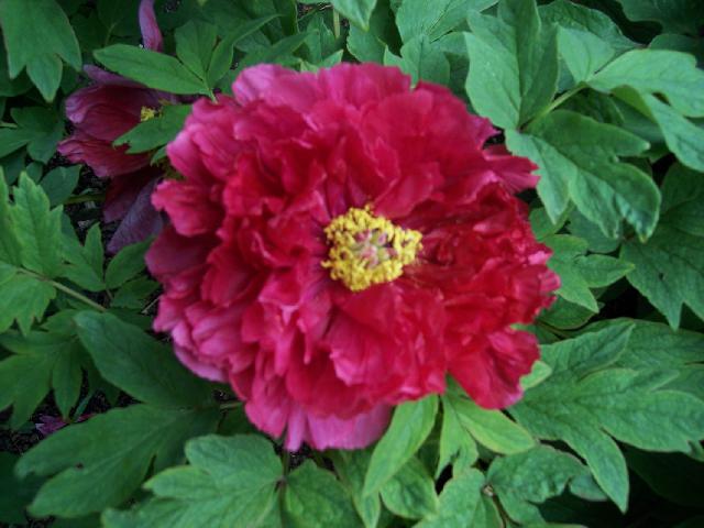 Dairy Hime -                                                                                                                 Peonies species| PIONI | პიონი