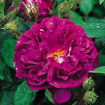 William Lobb - Rose Varieties | VARDI | ვარდი                                                                                                                