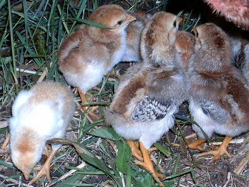 Malay 1 - chicken Breeds | ქათმის ჯიშები | qatmis jishebi