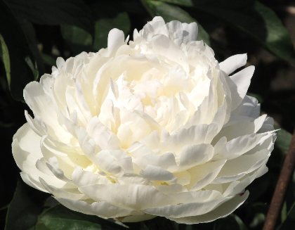 Elsa Sass, -                                                                                                                 Peonies species| PIONI | პიონი