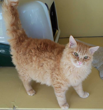La Perm 3 - cat Breeds | კატის ჯიშები | katis jishebi