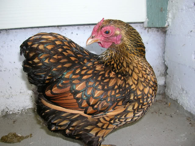 Plymouth Rock 3 - chicken Breeds | ქათმის ჯიშები | qatmis jishebi