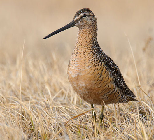 Long-billed Dowitcher - Bird Species | Frinvelis jishebi | ფრინველის ჯიშები