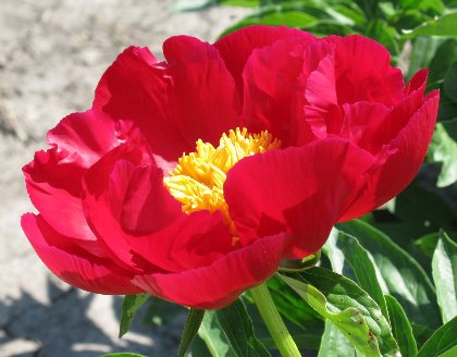 Dad -                                                                                                                 Peonies species| PIONI | პიონი