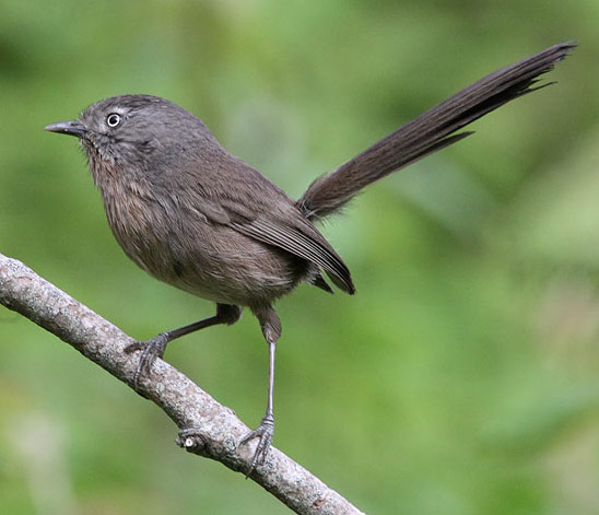 Wrentit - Bird Species | Frinvelis jishebi | ფრინველის ჯიშები