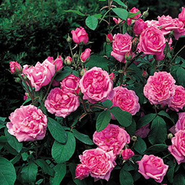 Comte de Chambord - Rose Varieties | VARDI | ვარდი                                                                                                                