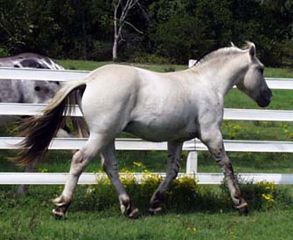 American Mammoth Jack - horse Breeds | ცხენის ჯიშები| cxenis jishebi