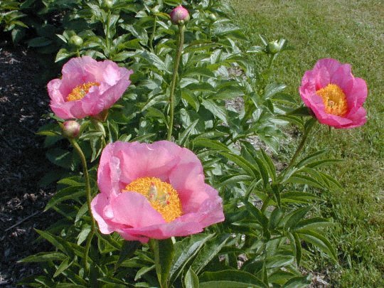 Cavatina -                                                                                                                 Peonies species| PIONI | პიონი