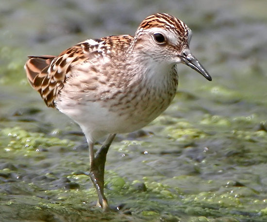 Long-toed Stint - Bird Species | Frinvelis jishebi | ფრინველის ჯიშები