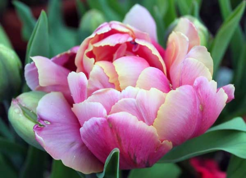 Sweet Pink -                                                         Species Tulip| TITA | ტიტა                                                        