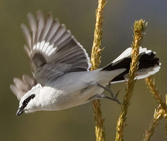 Northern Shrike - Bird Species | Frinvelis jishebi | ფრინველის ჯიშები