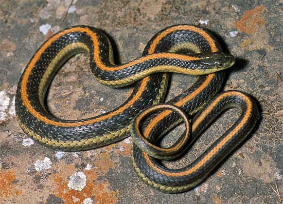 Thamnophis atratus zaxanthus - Diablo Range Gartersnake - snake species | gveli | გველი