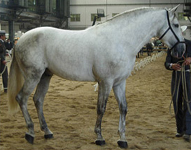 Aralusian Horse - horse Breeds | ცხენის ჯიშები| cxenis jishebi