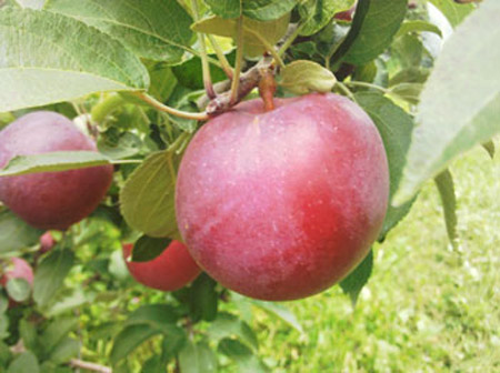 WineCrisp - Apple Varieties