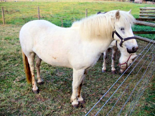 Eriskay 1 - horse Breeds | ცხენის ჯიშები| cxenis jishebi