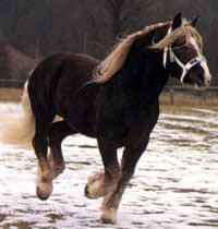 Noriker 2 - horse Breeds | ცხენის ჯიშები| cxenis jishebi