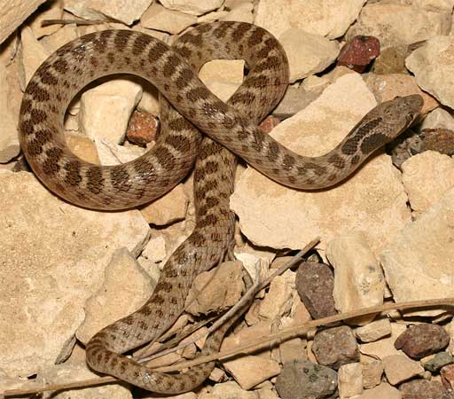 Hypsiglena (torquata) jani - Texas Nightsnake - snake species | gveli | გველი