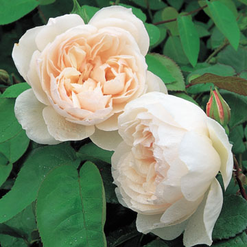 The Generous Gardener - Rose Varieties | VARDI | ვარდი                                                                                                                