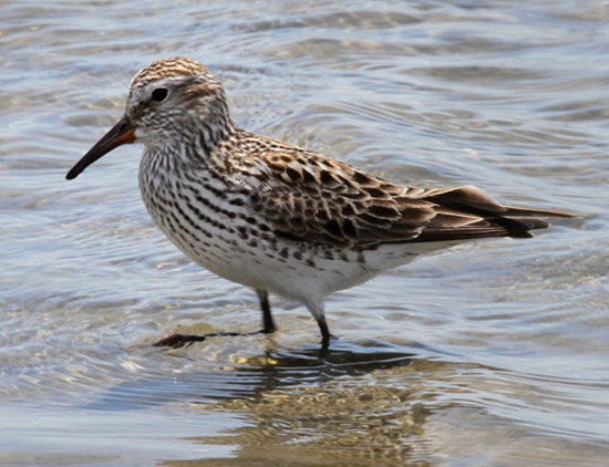 White-rumped Sandpiper - Bird Species | Frinvelis jishebi | ფრინველის ჯიშები