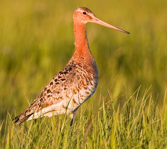 Black-tailed Godwit - Bird Species | Frinvelis jishebi | ფრინველის ჯიშები