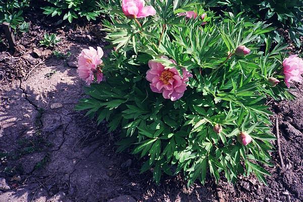 Ballarena de Saval -                                                                                                                 Peonies species| PIONI | პიონი