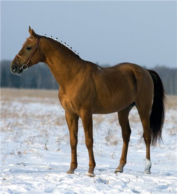 Don - horse Breeds | ცხენის ჯიშები| cxenis jishebi