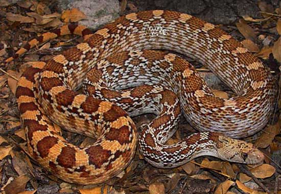 GOPHERSNAKE  Pituophis catenifer - snake species | gveli | გველი