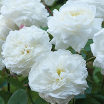Susan Williams-Ellis - Rose Varieties | VARDI | ვარდი                                                                                                                