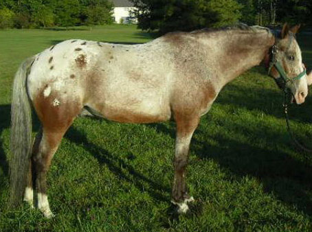 AraAppaloosa Horse - horse Breeds | ცხენის ჯიშები| cxenis jishebi