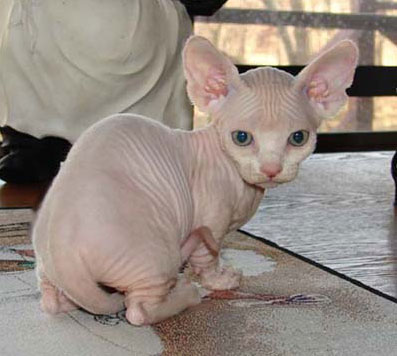 Bambino cat 2 - cat Breeds | კატის ჯიშები | katis jishebi
