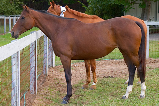 American Thoroughbred Horse - horse Breeds | ცხენის ჯიშები| cxenis jishebi