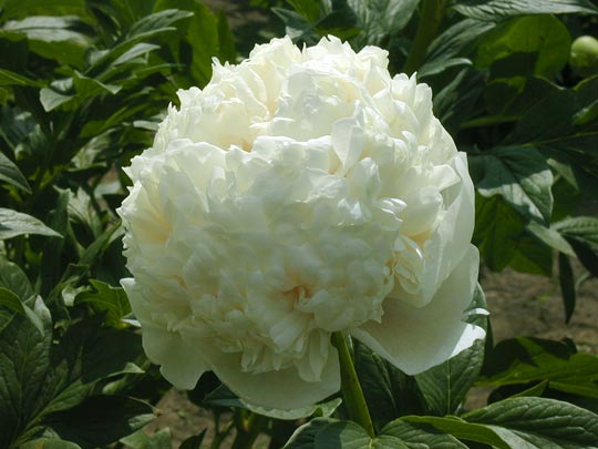Colonel Owen Cousins -                                                                                                                 Peonies species| PIONI | პიონი