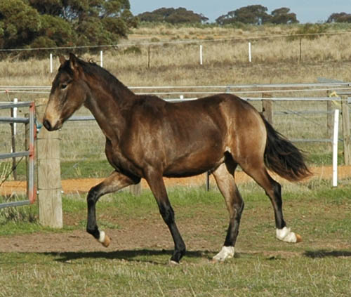 Peruvian Paso - horse Breeds | ცხენის ჯიშები| cxenis jishebi