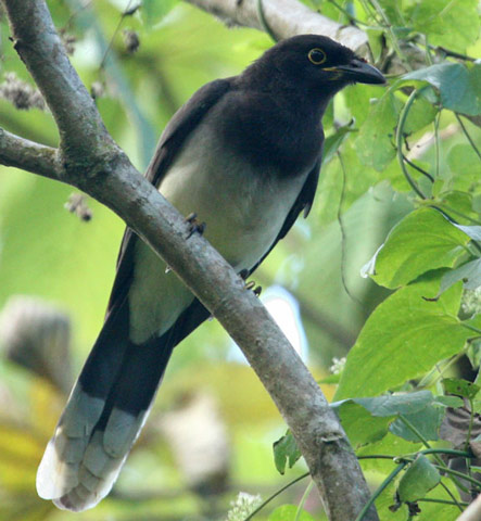 Brown Jay - Bird Species | Frinvelis jishebi | ფრინველის ჯიშები