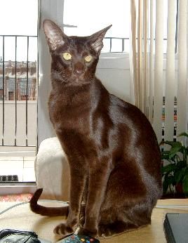 Havana Brown 1 - cat Breeds | კატის ჯიშები | katis jishebi