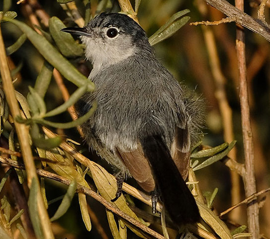 Black-tailed Gnatcatcher - Bird Species | Frinvelis jishebi | ფრინველის ჯიშები