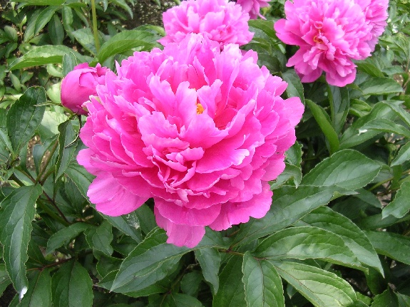 First Lady [Klehm, 1970] -                                                                                                                 Peonies species| PIONI | პიონი