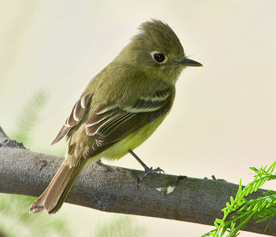 Cordilleran Flycatcher - Bird Species | Frinvelis jishebi | ფრინველის ჯიშები