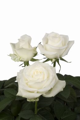 Antarctic - Rose Varieties | VARDI | ვარდი                                                                                                                