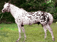 Altai 2 - horse Breeds | ცხენის ჯიშები| cxenis jishebi