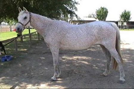 Abyssinian Horse - horse Breeds | ცხენის ჯიშები| cxenis jishebi