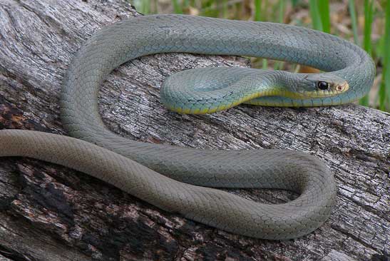 NORTH AMERICAN RACER  Coluber constrictor - snake species | gveli | გველი
