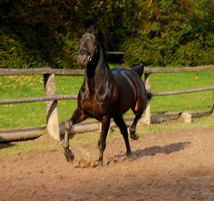 Abtenauer Horse - horse Breeds | ცხენის ჯიშები| cxenis jishebi